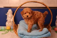 Charlie, a male Maltipoo for sale in Fountain Inn, SC – Photo 3 of 10