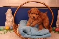 Charlie, a male Maltipoo for sale in Fountain Inn, SC – Photo 6 of 10