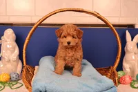 Charlie, a male Maltipoo for sale in Fountain Inn, SC – Photo 8 of 10