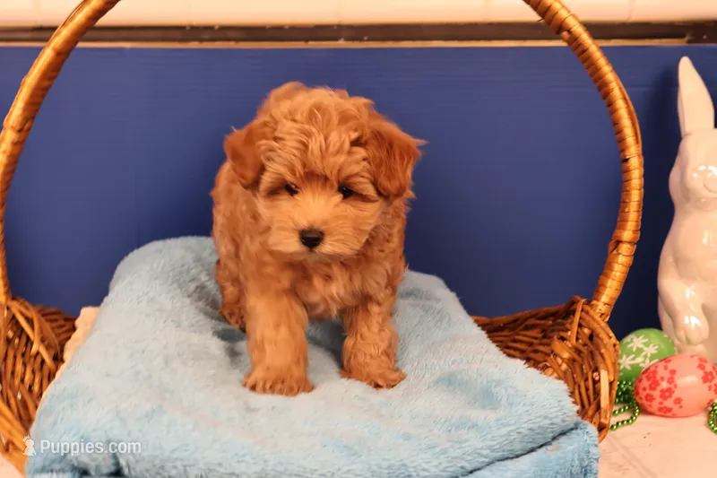 Charlie – Maltipoo puppy for sale in Fountain Inn, SC