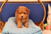 Charlie, a male Maltipoo for sale in Fountain Inn, SC – Photo 1 of 10