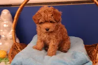 Charlie, a male Maltipoo for sale in Fountain Inn, SC – Photo 4 of 10