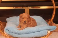 Charlie, a male Maltipoo for sale in Fountain Inn, SC – Photo 10 of 10