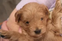 Charlie, a male Maltipoo for sale in Fountain Inn, SC – Photo 3 of 10