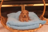 Charlie, a male Maltipoo for sale in Fountain Inn, SC – Photo 4 of 10