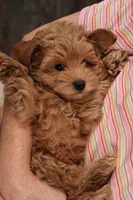 Charlie, a male Maltipoo for sale in Fountain Inn, SC – Photo 10 of 10