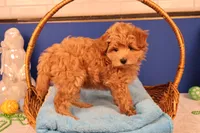 Charlie, a male Maltipoo for sale in Fountain Inn, SC – Photo 9 of 10