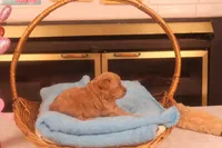 Charlie, a male Maltipoo for sale in Fountain Inn, SC – Photo 2 of 10