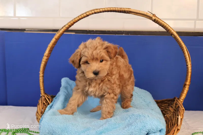 Charlie – Maltipoo puppy for sale in Fountain Inn, SC