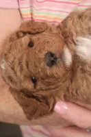 Dabo, a male Miniature Goldendoodle for sale in Fountain Inn, SC – Photo 10 of 10