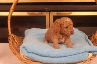 Dabo, a male Miniature Goldendoodle for sale in Fountain Inn, SC – Photo 7 of 10
