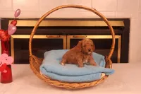Dabo, a male Miniature Goldendoodle for sale in Fountain Inn, SC – Photo 2 of 10