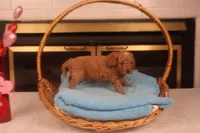 Dabo, a male Miniature Goldendoodle for sale in Fountain Inn, SC – Photo 3 of 10