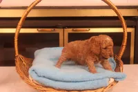 Dabo, a male Miniature Goldendoodle for sale in Fountain Inn, SC – Photo 5 of 10