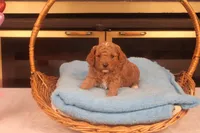 Dabo, a male Miniature Goldendoodle for sale in Fountain Inn, SC – Photo 8 of 10
