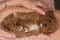 Dabo, a male Miniature Goldendoodle for sale in Fountain Inn, SC – Photo 4 of 10