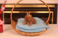 Dabo, a male Miniature Goldendoodle for sale in Fountain Inn, SC – Photo 1 of 10