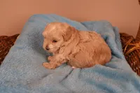 Abby, a female Maltipoo for sale in Fountain Inn, SC – 10 of 10