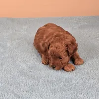 Charlie, a female Maltipoo and Poodle - Toy  for sale in Fountain Inn, SC – 3 of 10