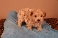 Bailey, a female Maltipoo for sale in Fountain Inn, SC – 8 of 10