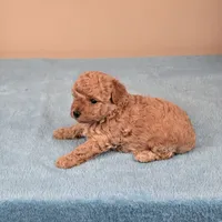 Amy, a female Maltipoo for sale in Fountain Inn, SC – 6 of 10
