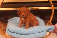Flynn, a male Miniature Goldendoodle for sale in Fountain Inn, SC – Photo 10 of 10