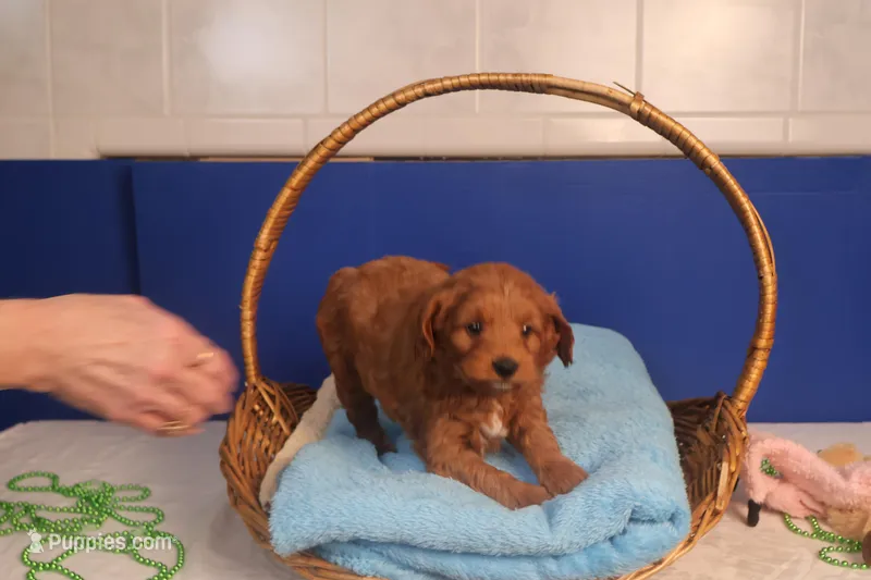 Flynn – Miniature Goldendoodle puppy for sale in Fountain Inn, SC