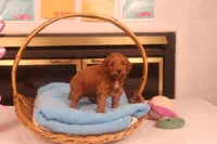 Flynn, a male Miniature Goldendoodle for sale in Fountain Inn, SC – Photo 1 of 10