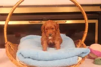 Flynn, a male Miniature Goldendoodle for sale in Fountain Inn, SC – Photo 9 of 10
