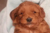 Flynn, a male Miniature Goldendoodle for sale in Fountain Inn, SC – Photo 6 of 10