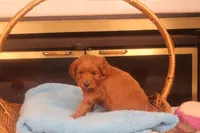 Flynn, a male Miniature Goldendoodle for sale in Fountain Inn, SC – Photo 5 of 10