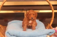 Flynn, a male Miniature Goldendoodle for sale in Fountain Inn, SC – Photo 2 of 10
