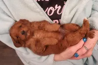 Flynn, a male Miniature Goldendoodle for sale in Fountain Inn, SC – Photo 3 of 10