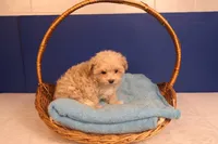 Carmen, a female Maltipoo for sale in Fountain Inn, SC – Photo 6 of 10