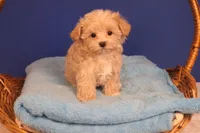 Carmen, a female Maltipoo for sale in Fountain Inn, SC – Photo 3 of 10