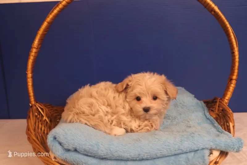 Carmen – Maltipoo puppy for sale in Fountain Inn, SC