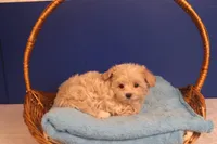 Carmen, a female Maltipoo for sale in Fountain Inn, SC – Photo 1 of 10