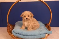 Carmen, a female Maltipoo for sale in Fountain Inn, SC – Photo 7 of 10