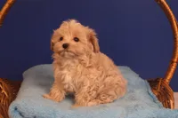 Carmen, a female Maltipoo for sale in Fountain Inn, SC – Photo 10 of 10