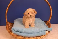 Carmen, a female Maltipoo for sale in Fountain Inn, SC – Photo 9 of 10