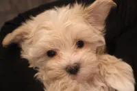 Carmen, a female Maltipoo for sale in Fountain Inn, SC – Photo 2 of 10