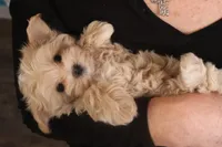 Carmen, a female Maltipoo for sale in Fountain Inn, SC – Photo 4 of 10