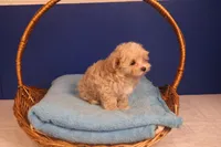 Carmen, a female Maltipoo for sale in Fountain Inn, SC – Photo 8 of 10