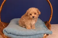 Carmen, a female Maltipoo for sale in Fountain Inn, SC – Photo 5 of 10