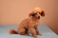 Bentley, a male Poodle - Toy  for sale in Fountain Inn, SC – 4 of 7