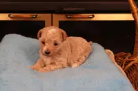 Blossom, a female Maltipoo and Poodle - Toy  for sale in Fountain Inn, SC – Photo 1 of 10