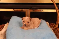 Blossom, a female Maltipoo and Poodle - Toy  for sale in Fountain Inn, SC – Photo 6 of 10