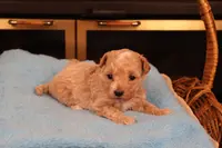Blossom, a female Maltipoo and Poodle - Toy  for sale in Fountain Inn, SC – Photo 2 of 10