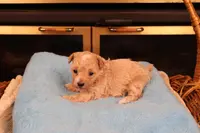 Blossom, a female Maltipoo and Poodle - Toy  for sale in Fountain Inn, SC – Photo 3 of 10