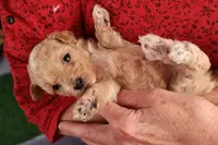 Blossom, a female Maltipoo and Poodle - Toy  for sale in Fountain Inn, SC – Photo 10 of 10